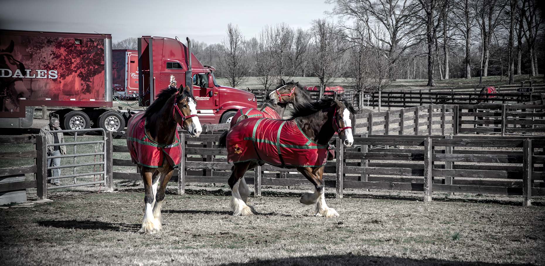 The Clydesdale Horses