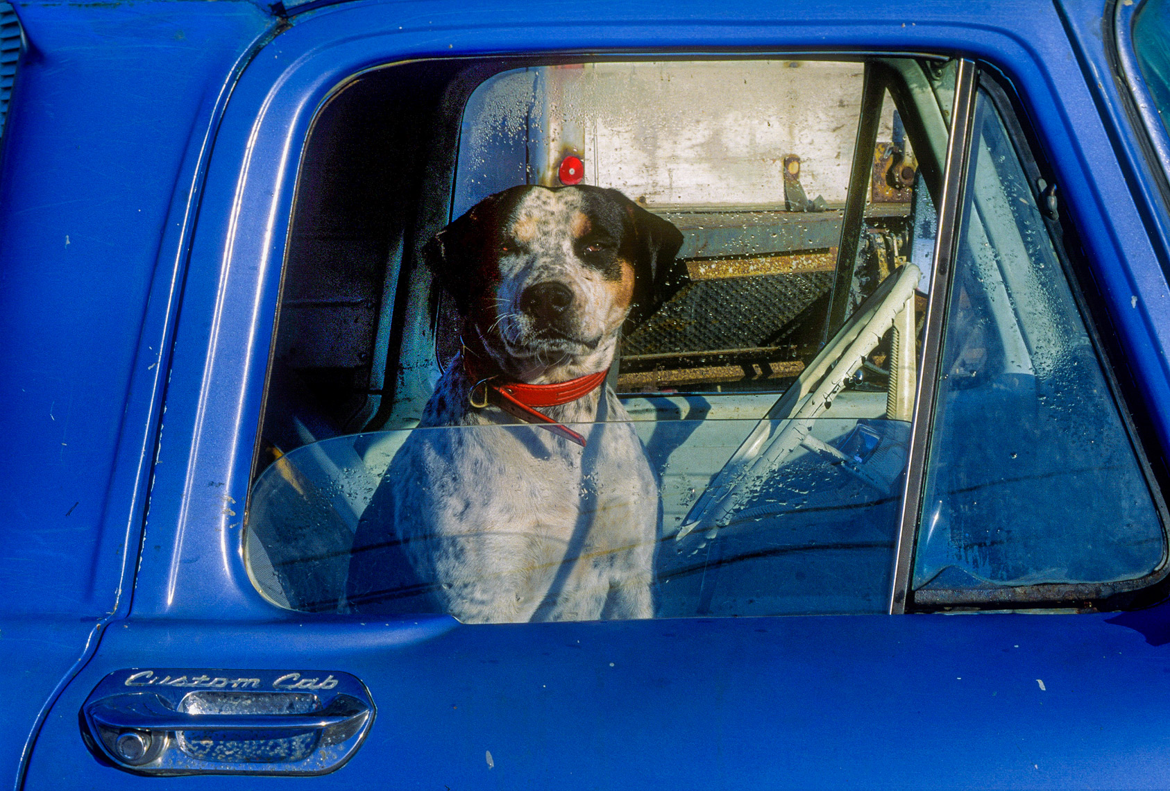 Dog in ford Pick-up Truck | Dog Reynolds Photography