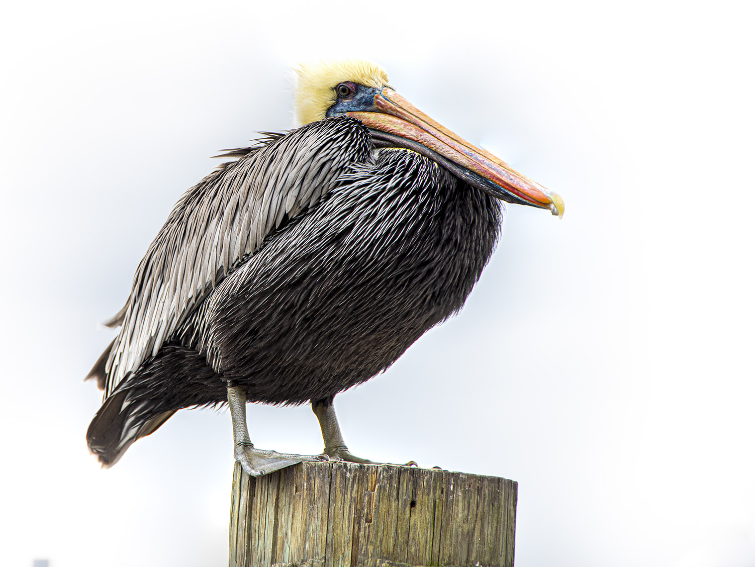 Pelican -Amelia Island, Florida - Dan Reynolds Photography